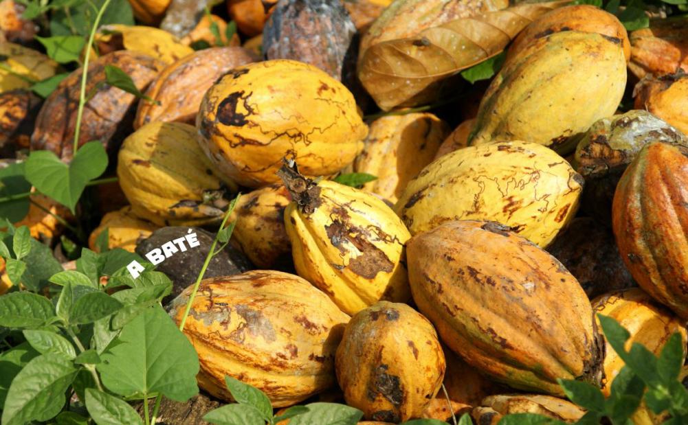 Cosecha de Cacao en Rebola Borupé
